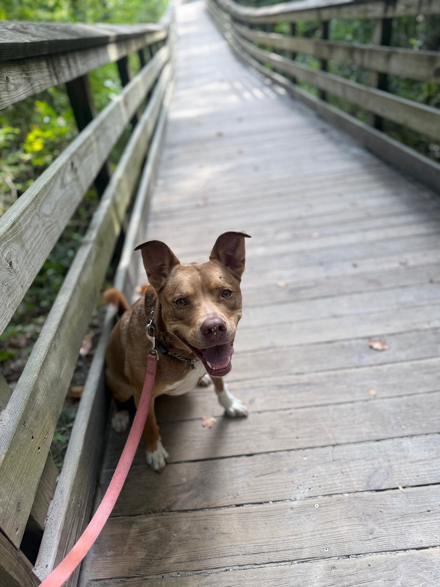 Dog Walking
